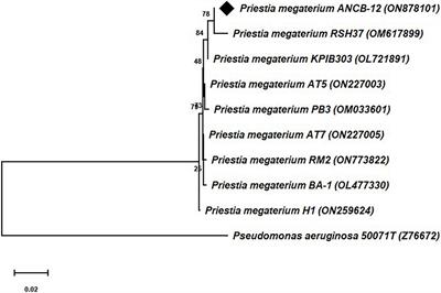 Impact of carbendazim on cellular growth, defence system and plant growth promoting traits of Priestia megaterium ANCB-12 isolated from sugarcane rhizosphere